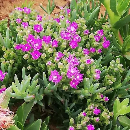 Village de vacances Monte Da Lagoa 3*